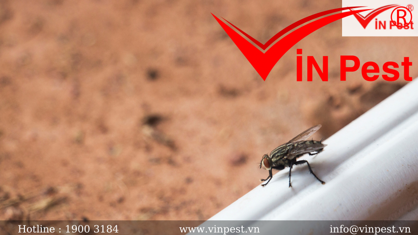 Đặc điểm tập tính sinh học, phân loại, nhận biết các loài ruồi – xem ngay!