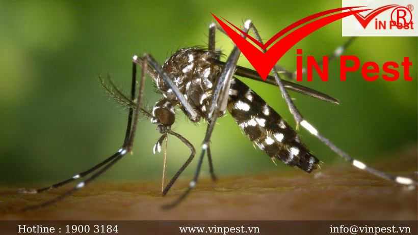 Top 6 sự thật đáng sợ về loài muỗi mà bạn không biết