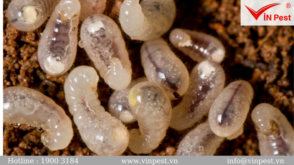 TẤT TẦN TẬT thông tin về loài kiến bé nhỏ mà bạn chưa biết