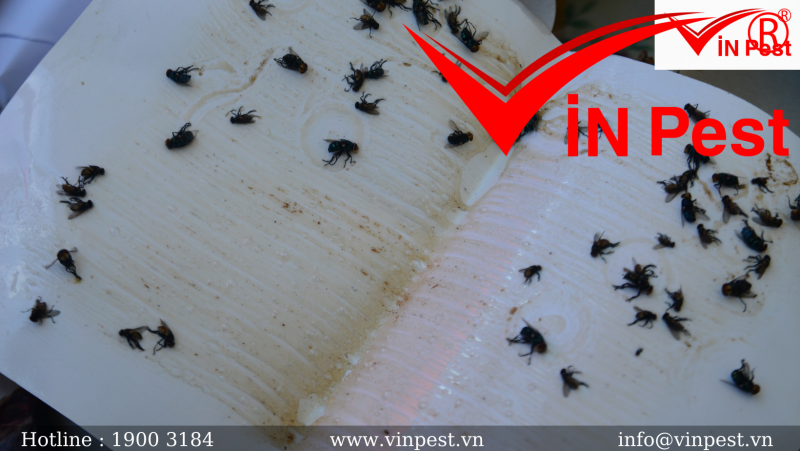 Tìm hiểu chi tiết về loài ruồi giấm-loài ruồi nhỏ bé nhưng khó chịu