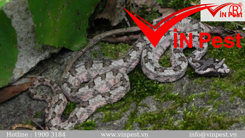 Tìm hiểu về các loài rắn thường gặp tại Việt Nam
