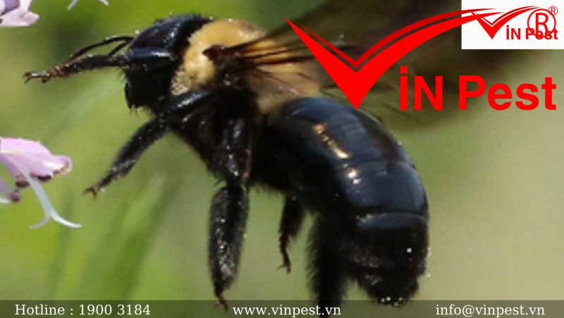 Các loài Ong gây hại phổ biến thường gặp tại Việt Nam