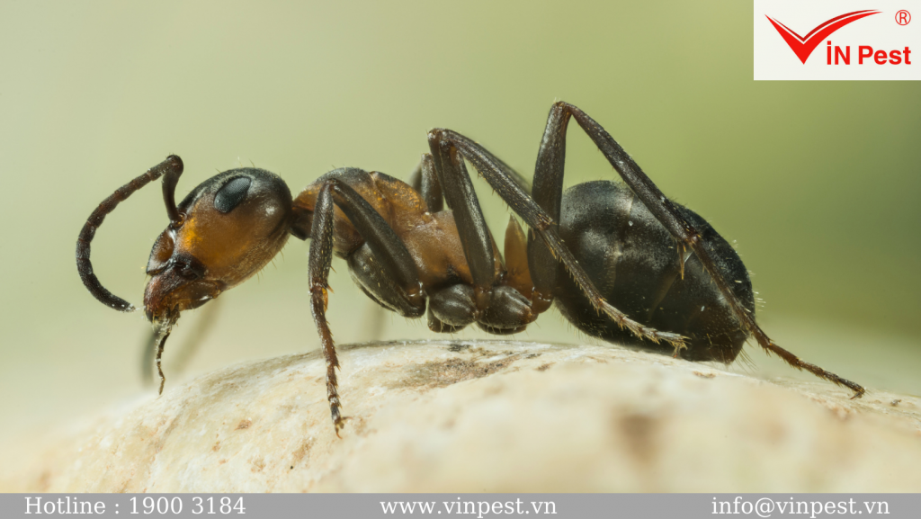 TẤT TẦN TẬT thông tin về loài kiến bé nhỏ mà bạn chưa biết