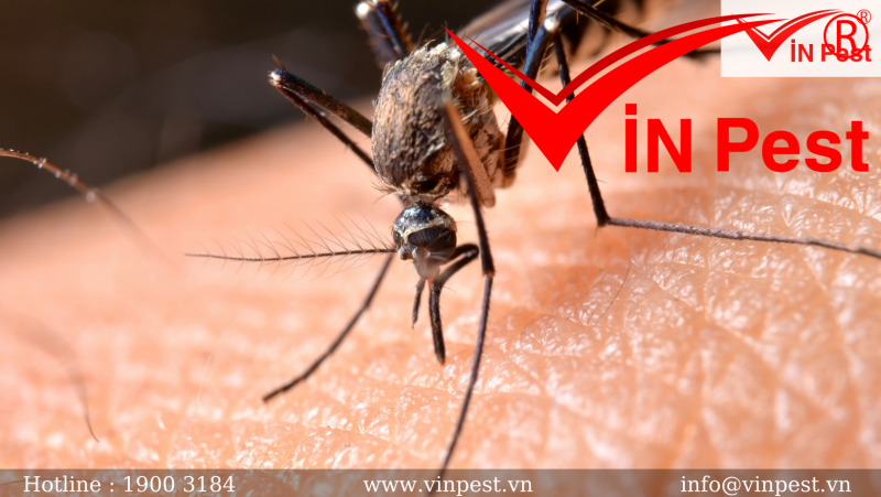 Muỗi gây ra nhiều loại bệnh nguy hiểm.