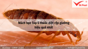 Mách bạn top 5 thuốc diệt rệp hiệu quả nhất