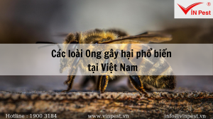 Các loài Ong gây hại phổ biến thường gặp tại Việt Nam
