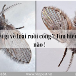 Bạn biết gì về loài Ruồi cống ? Tìm hiểu chi tiết nào !