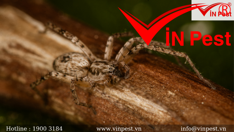 Tìm hiểu về các loài nhện thường gặp tại Việt Nam