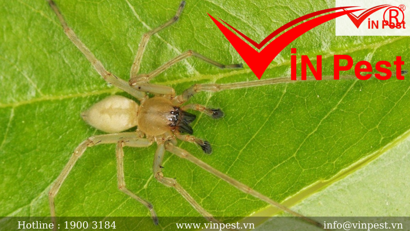 Tìm hiểu về các loài nhện thường gặp tại Việt Nam