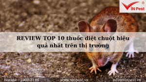 REVIEW TOP 10 thuốc diệt chuột hiệu quả nhất trên thị trường