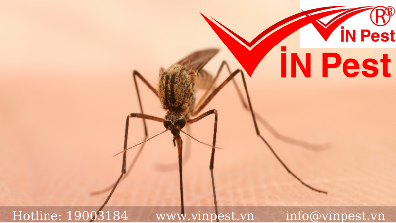 Thuốc diệt muỗi giá rẻ, uy tín, chất lượng tại Hà Nội