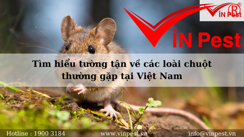Tìm hiểu tường tận về các loài chuột thường gặp tại Việt Nam