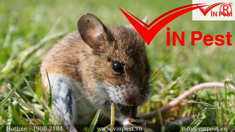 Loài chuột sở hữu thính giác, thị giác và khứu giác vô cùng nhạy bén