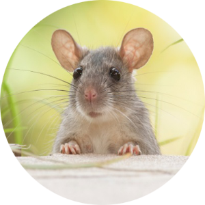 các bệnh có thể mắc khi bị chuột cắn