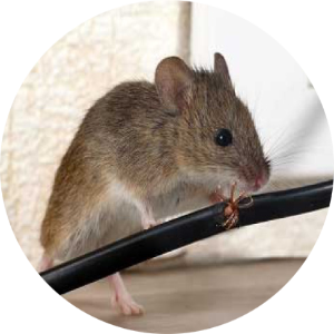 tác hại của chuột với vật dụng