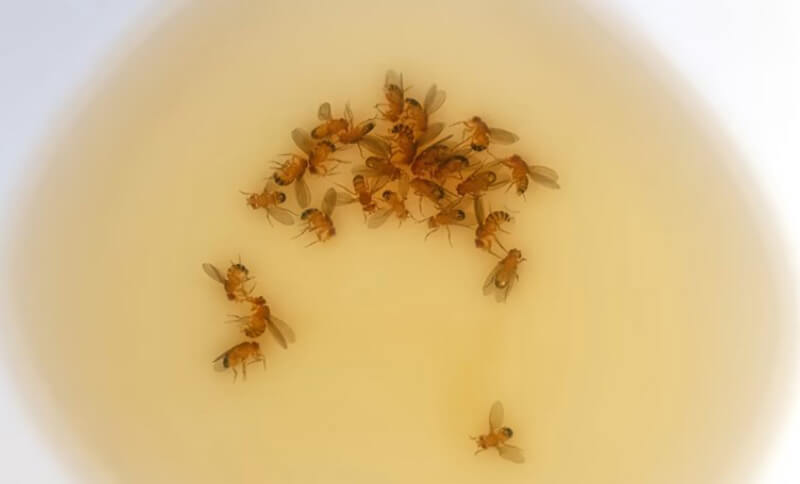 Sử dụng xà phòng và mật ong