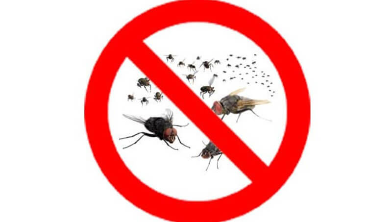 Thuốc diệt ruồi là gì?