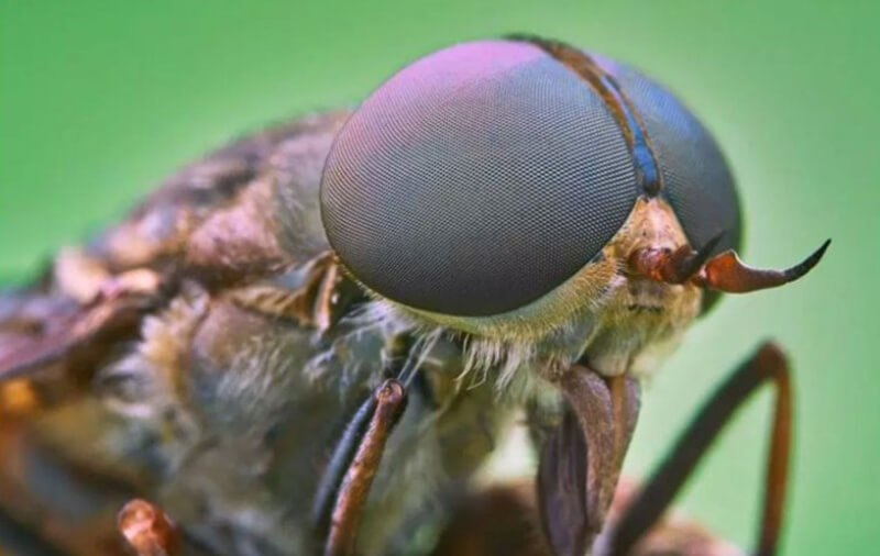 Ruồi trâu là con gì? Cách nhận biết loài ruồi trâu