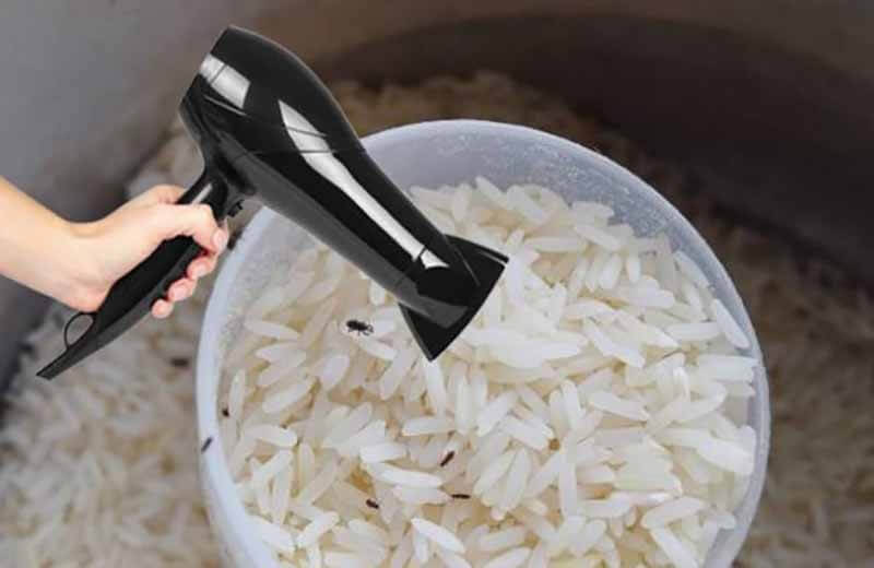 Dùng máy sấy tóc xử lý mọt gạo