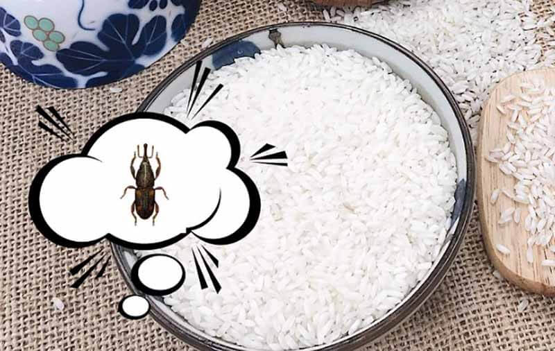 Mọt gạo là gì?