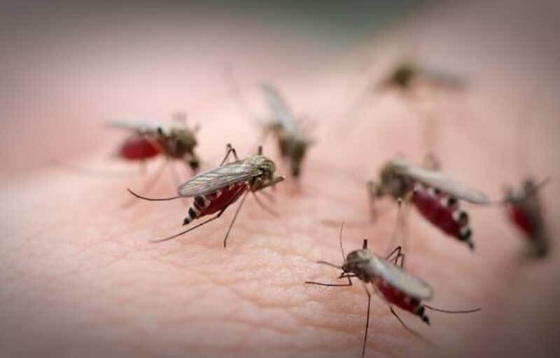 Vòng đời và tuổi thọ của muỗi là bao lâu? Những cách phòng chống muỗi hiệu quả nhất