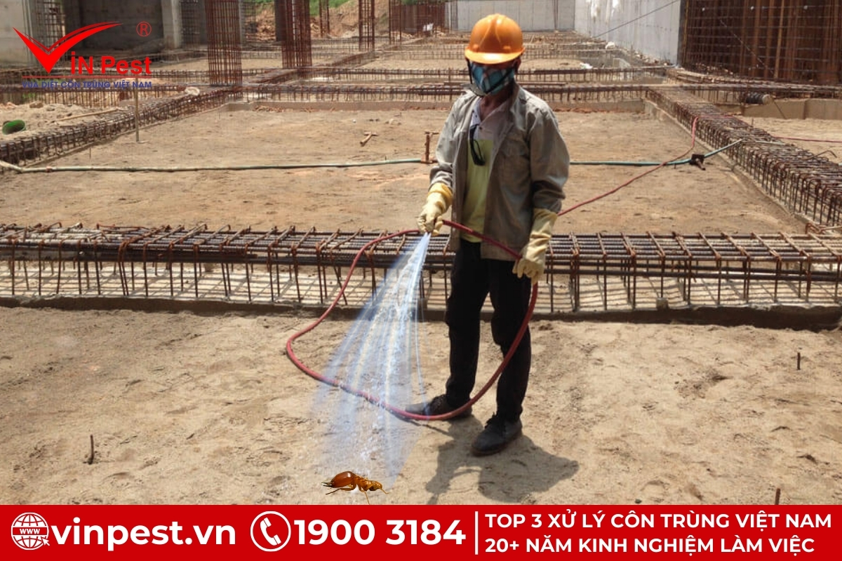 Cách chống mối trước khi xây nhà