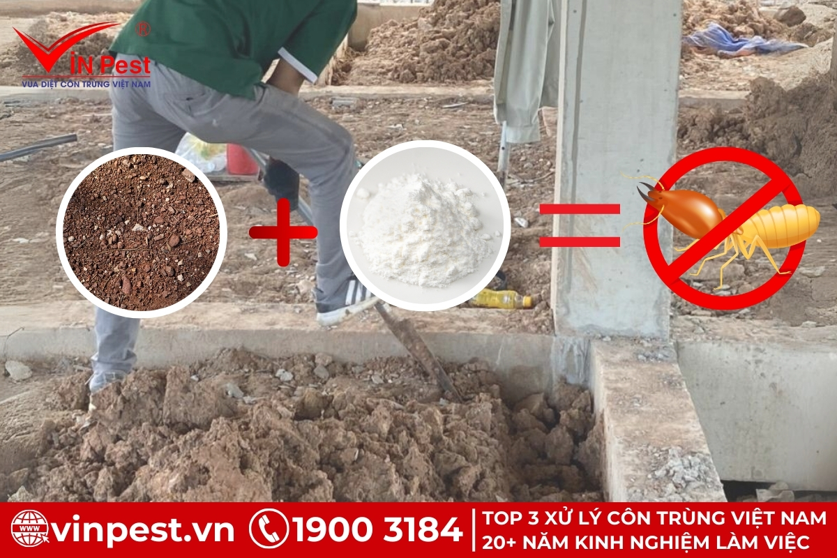 Cách chống mối trước khi xây nhà
