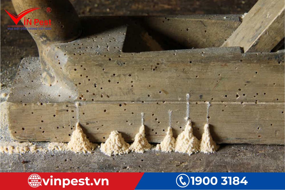 Cách phát hiện mối ăn giường ngủ