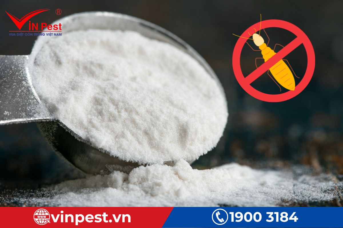 Cách xử lý mối xông giường ngủ đơn giản hiệu quả