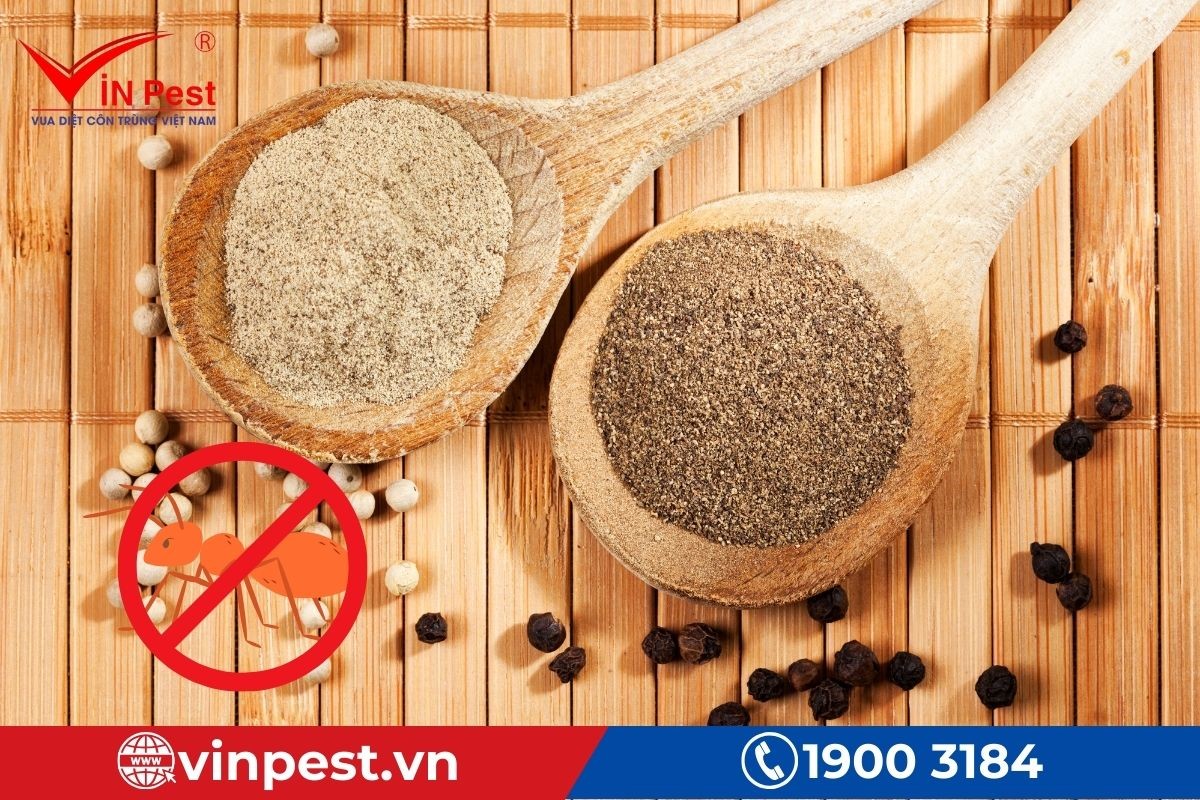 Cách diệt kiến hôi trong nhà triệt để 100%