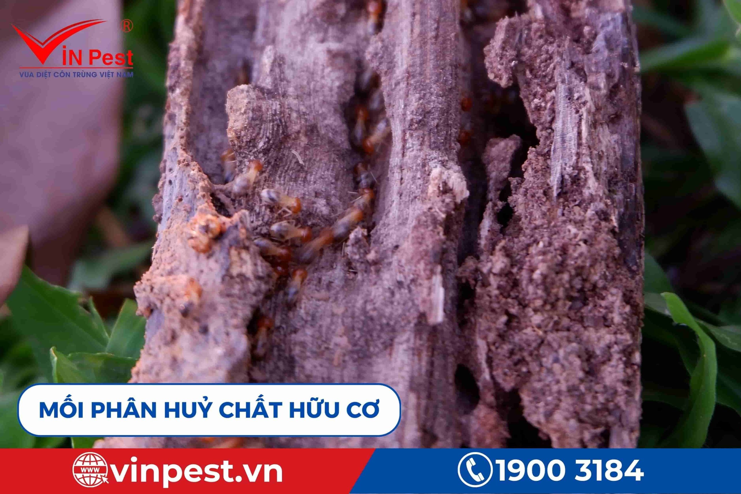 Mối phân hủy các chất hữu cơ