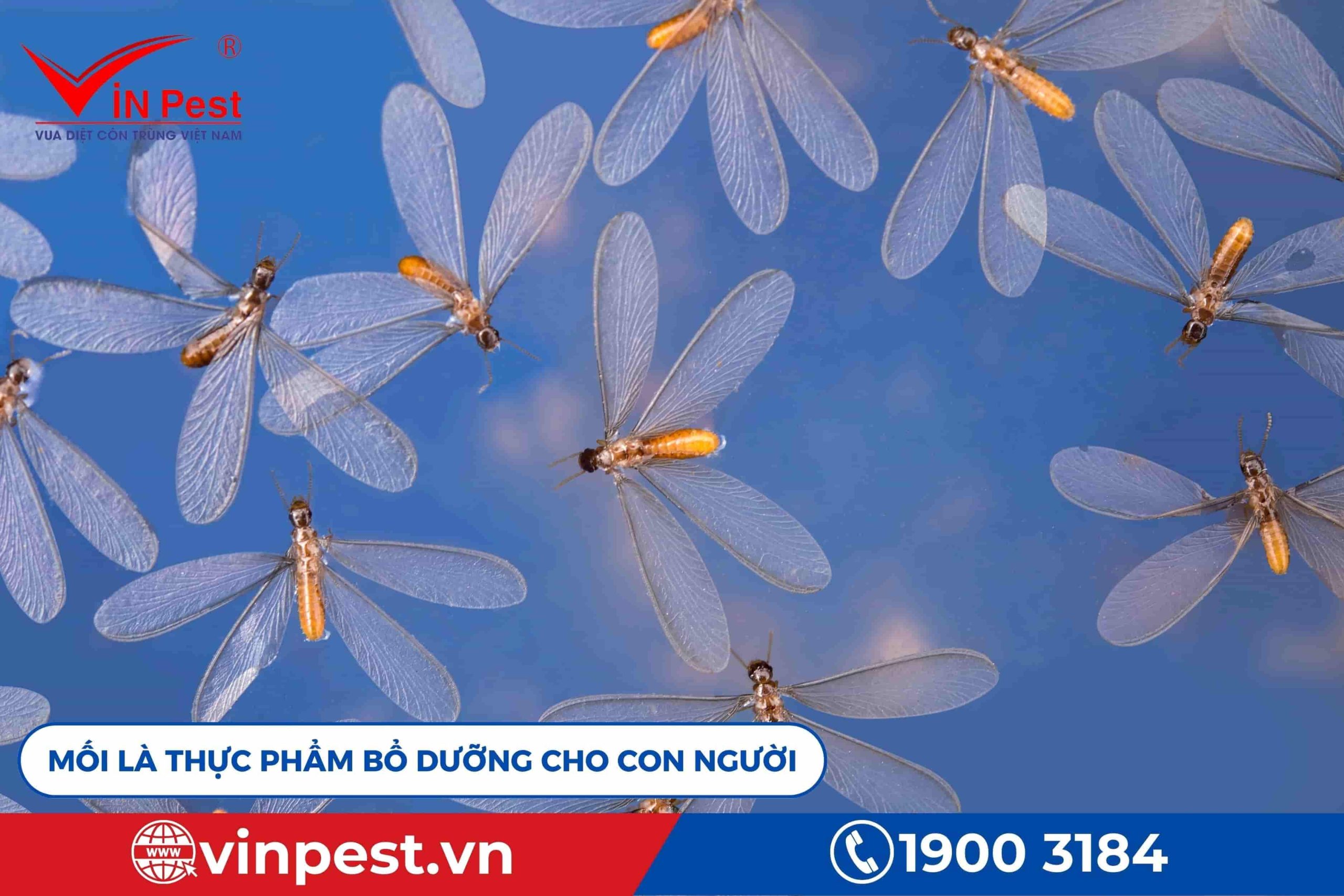 Mối là nguồn thực phẩm bổ dưỡng cho con người