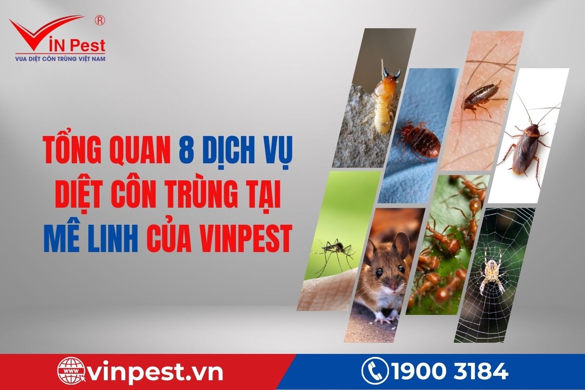 Tổng quan 8 dịch vụ diệt côn trùng tại Mê Linh của VinPest