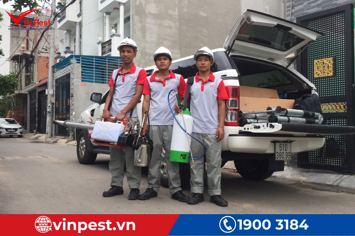 Dịch vụ diệt mối chuyên nghiệp