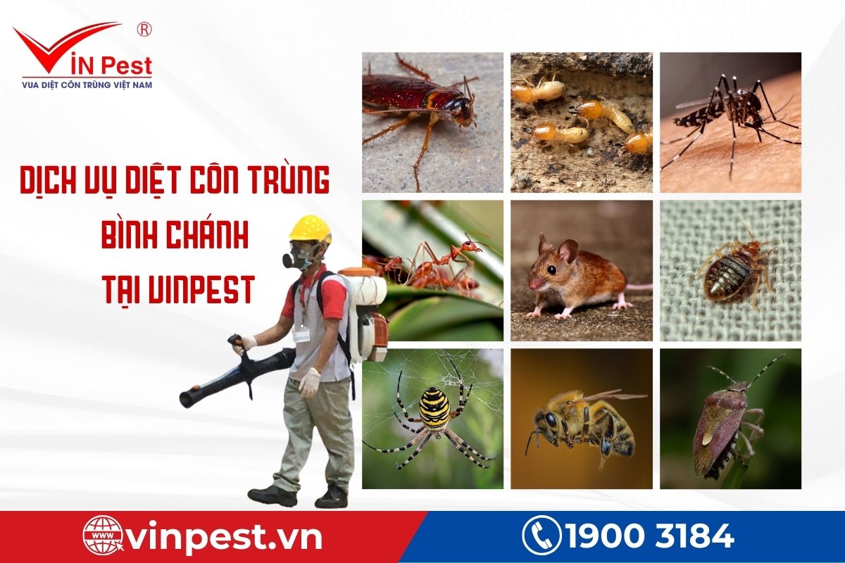 Dịch vụ diệt côn trùng tại Bình Chánh của VinPest