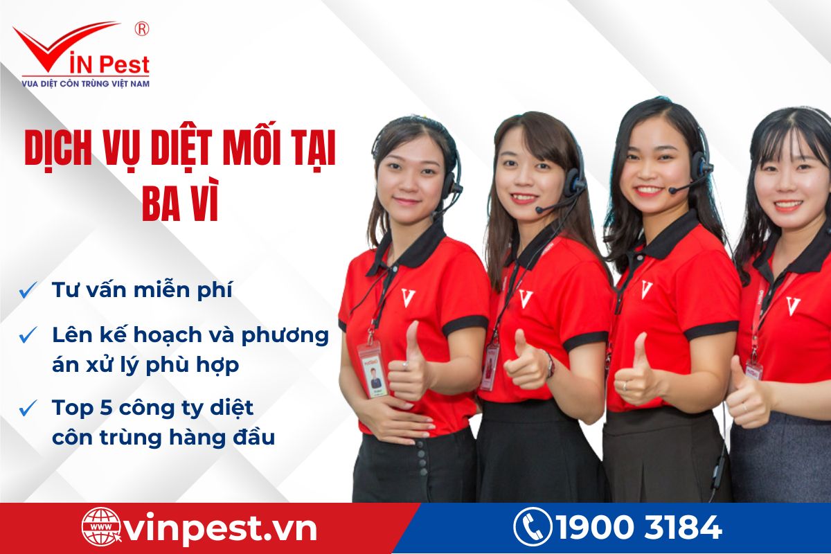 Ưu điểm dịch vụ diệt mối tại Ba Vì của VinPest