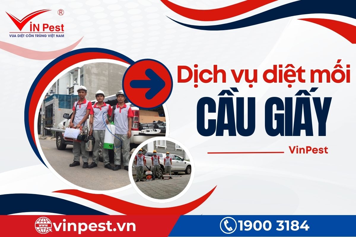 VinPest - Đơn vị diệt côn trùng hàng đầu tại cầu giấy