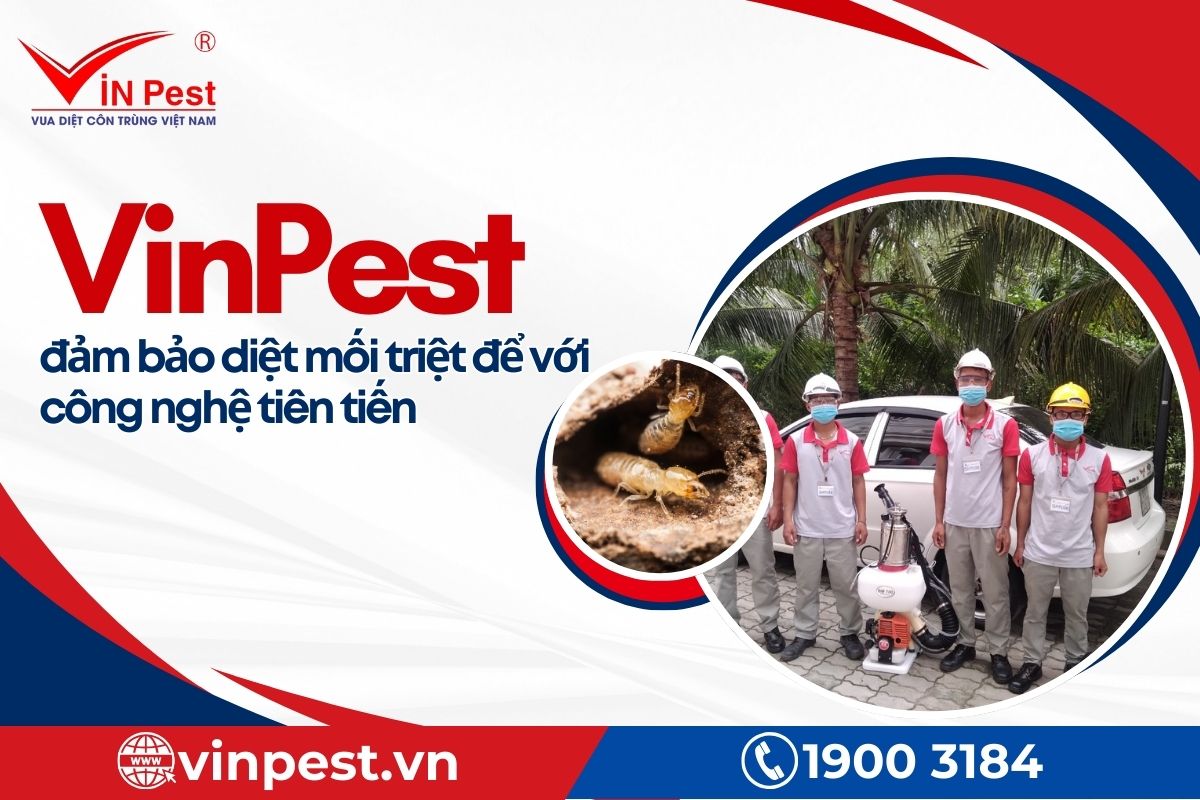 Cam kết chất lượng dịch vụ diệt mối Cầu Giấy tại VinPest