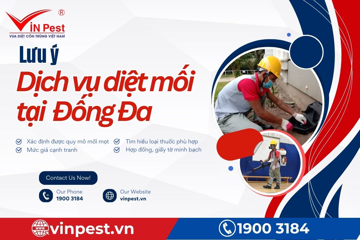 Những lưu ý khi sử dụng dịch vụ diệt mối tại Đống Đa