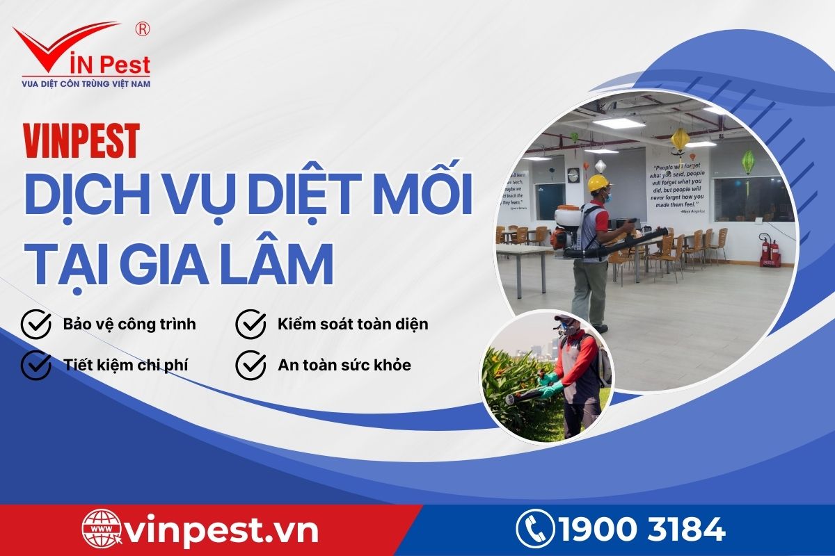 Lợi ích khi sử dụng dịch vụ diệt mối tại Gia Lâm