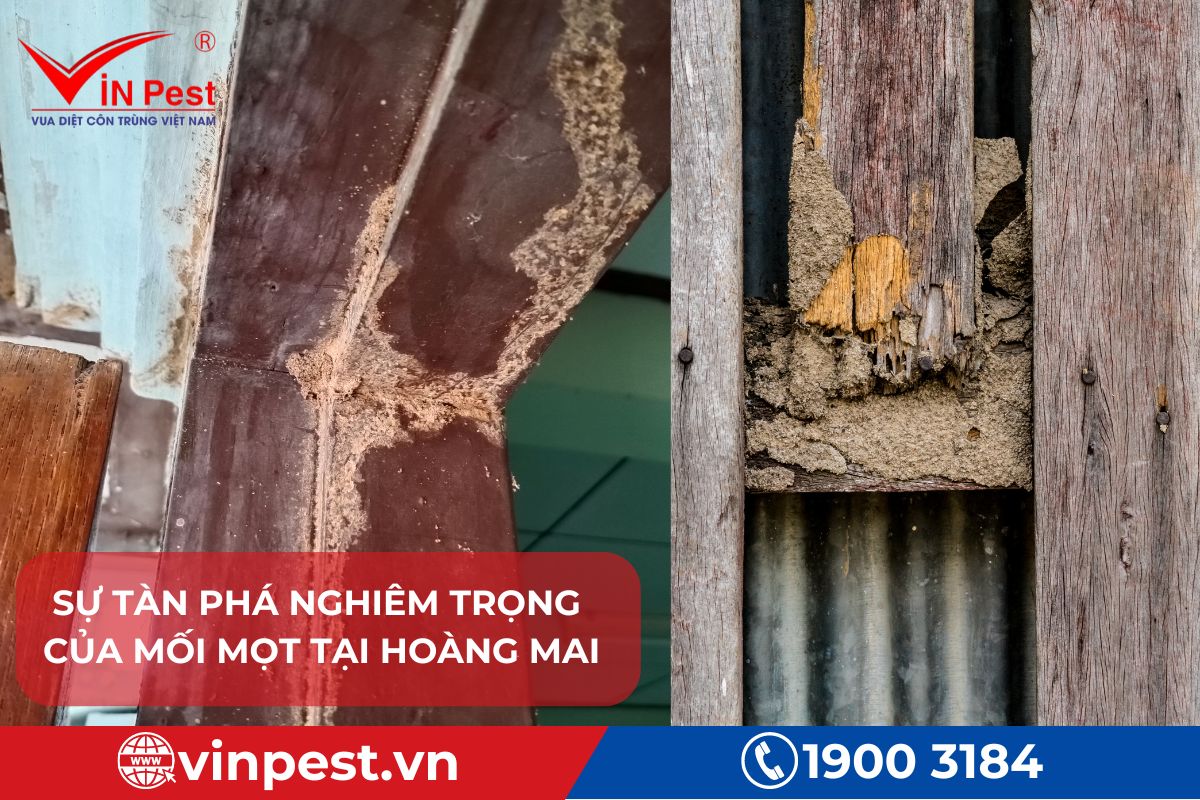 Tác hại mối gây ra tại Hoàng Mai