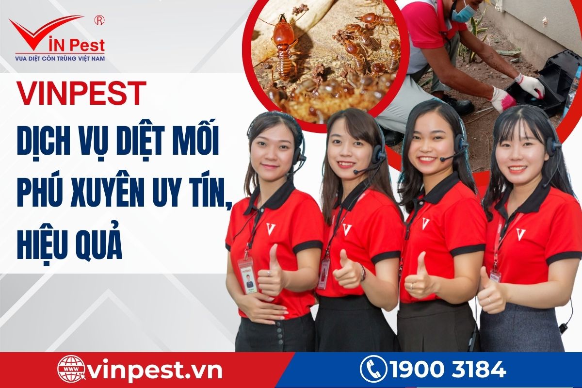 Lưu ý khi sử dụng dịch vụ diệt mối tại Phú Xuyên