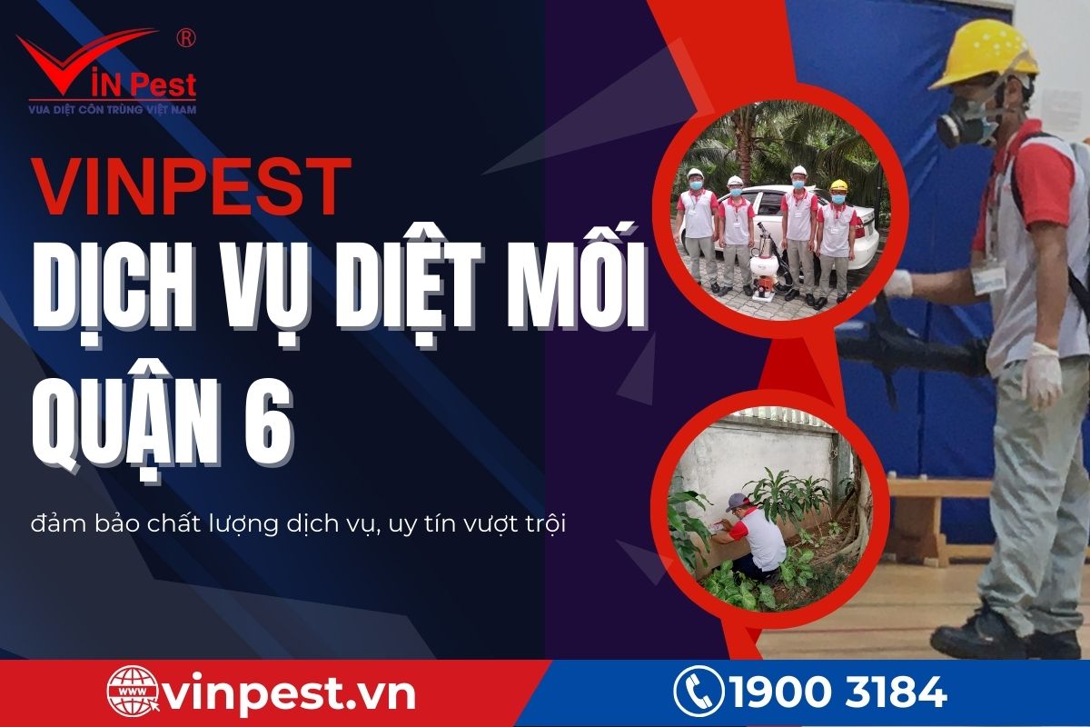 Tác hại nghiêm trọng mối gây ra tại Quận 6