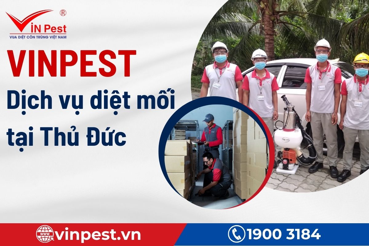 Lý do nên chọn dịch vụ diệt mối tại Thủ Đức của VinPest