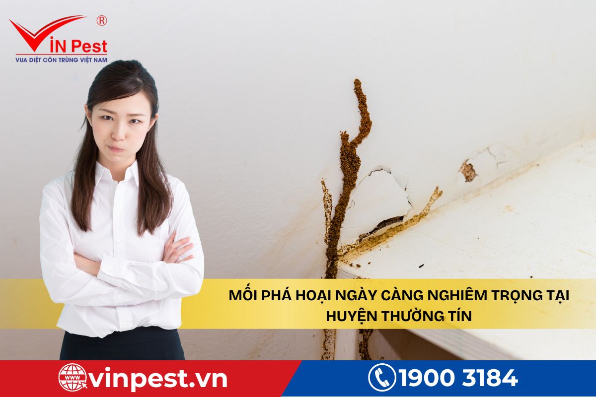 Nhu cầu sử dụng dịch vụ diệt mối tại huyện Thường Tín