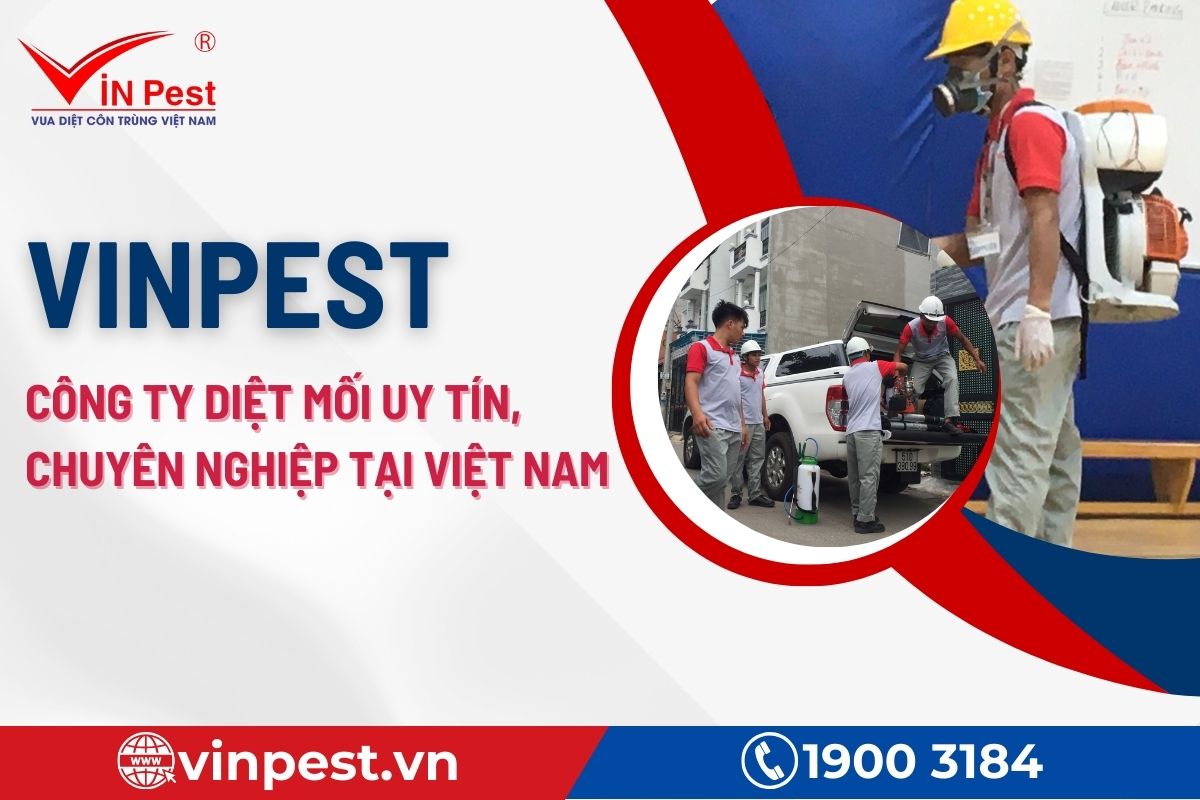 Nhu cầu sử dụng dịch vụ diệt mối tại Gò Vấp