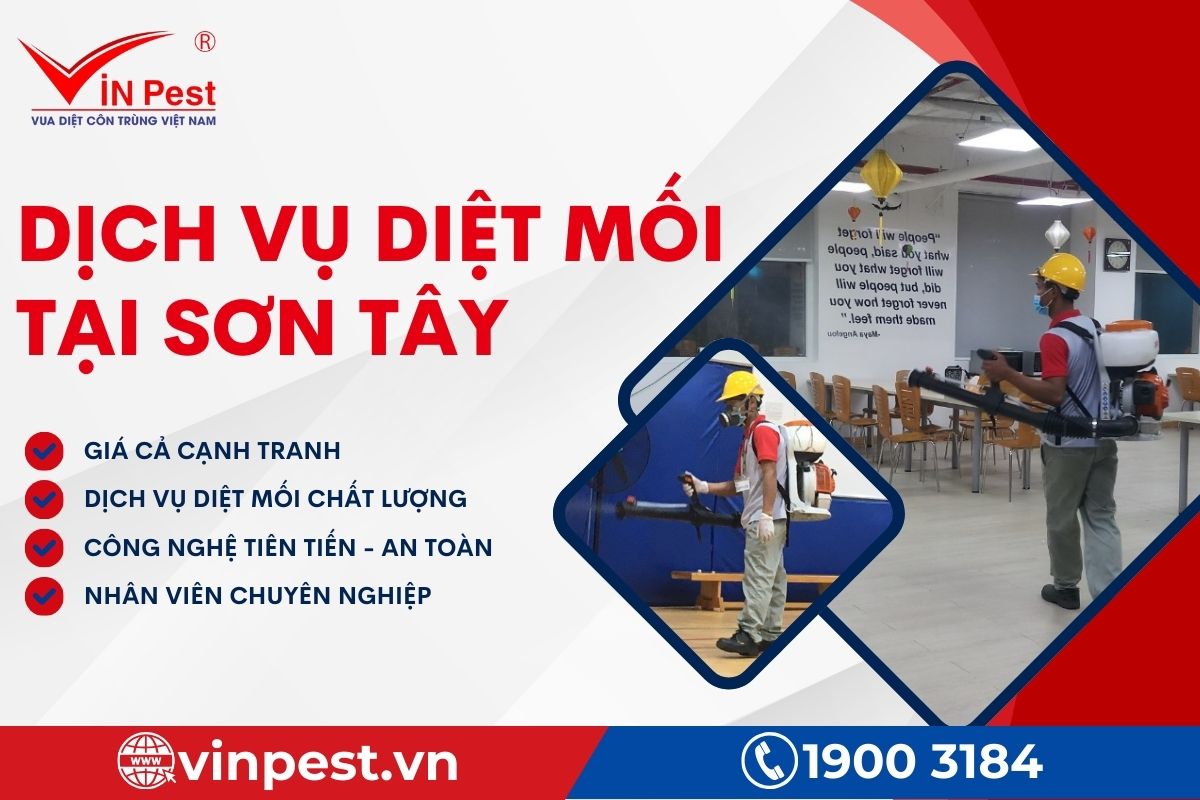 Cảnh báo dịch vụ diệt mối lừa đảo tại Sơn Tây