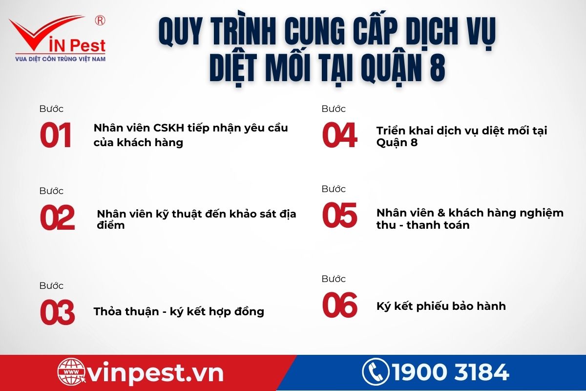 Quy trình cung cấp dịch vụ diệt mối Quận 8 chi tiết nhất
