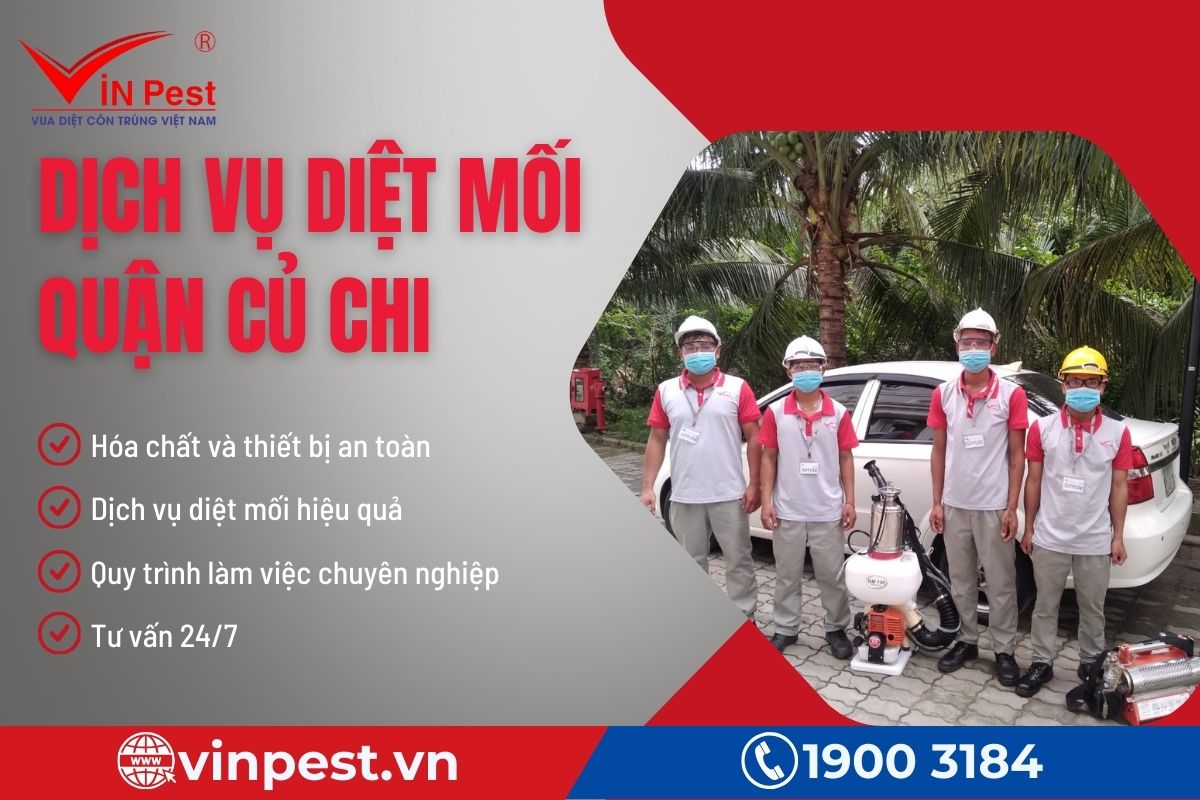 Cảnh báo dịch vụ diệt mối lừa đảo tại quận Củ Chi