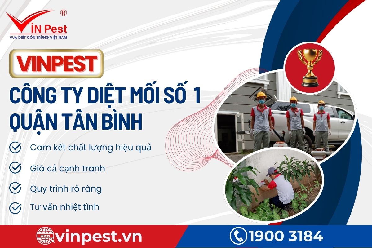 Lưu ý sử dụng dịch vụ diệt mối quận Tân Bình